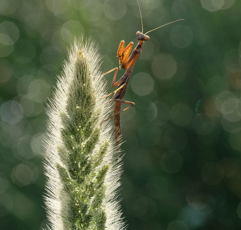 XF80mmF2.8 R LM OIS WR Macro