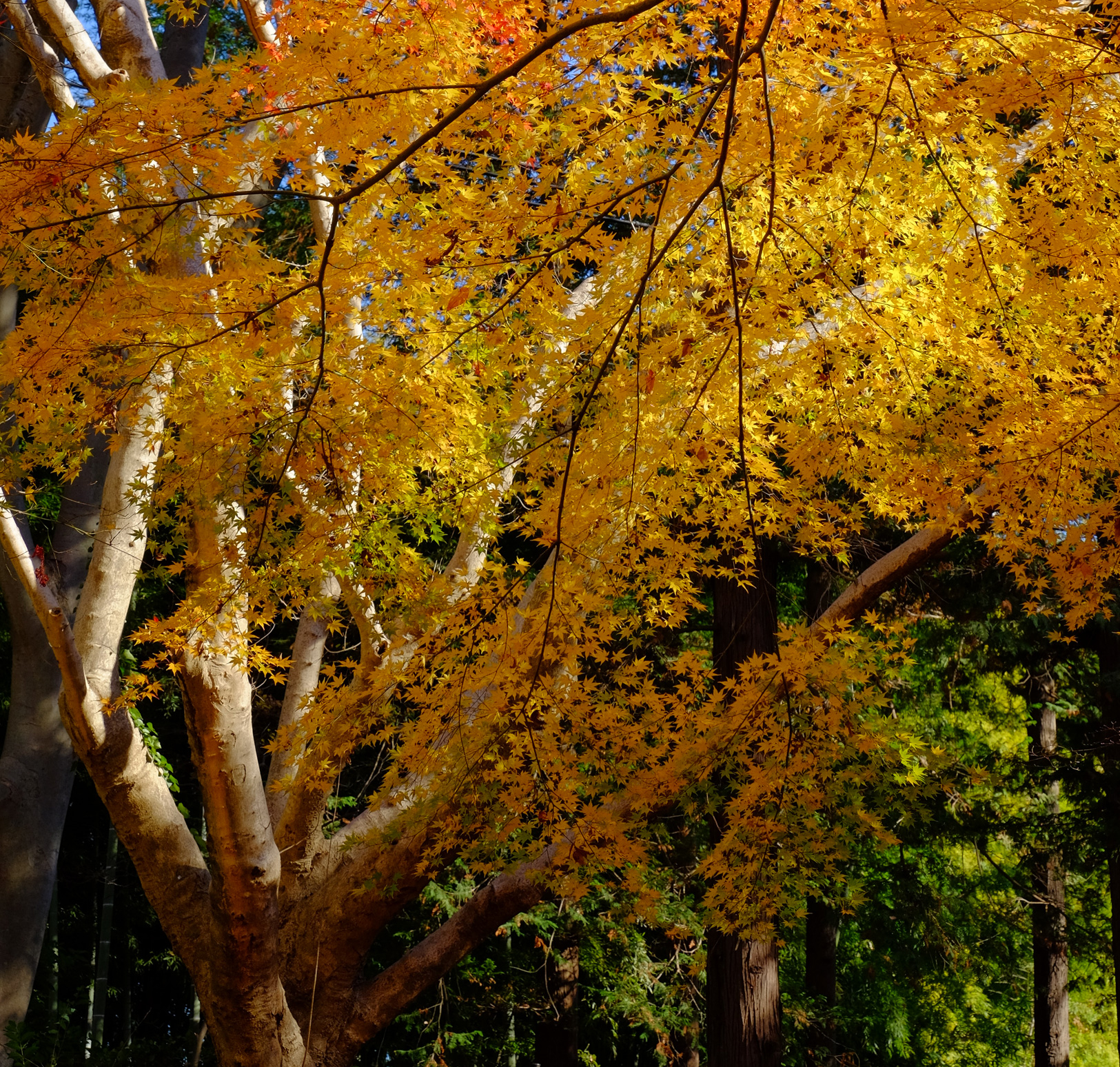 XF16-55mmF2.8 R LM WR